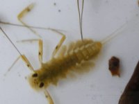 4-7-12 insects 014.jpg