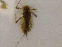 4-7-12 insects 066.jpg