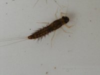 4-7-12 insects 028.jpg