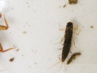4-7-12 insects 029.jpg