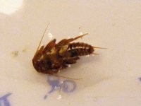 4-7-12 insects 063.jpg