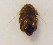 4-7-12 insects 064.jpg