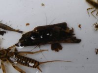 4-7-12 insects 021.jpg