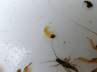 4-7-12 insects 022.jpg