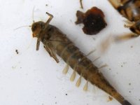 4-7-12 insects 016.jpg