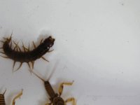 4-7-12 insects 042.jpg