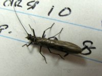 4-7-12 insects 086.jpg