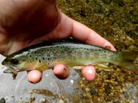 wild brown9.jpg