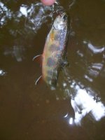 brookies.jpg