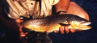 Brown - Lower Paradise.jpg