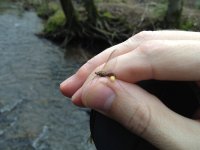 mayfly.JPG