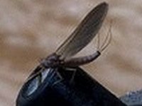 blk quill.jpg