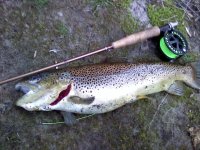 Brown32912.jpg