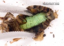 Pupa inside.jpg