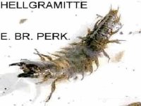 hellgrammite.jpg