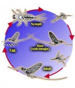 mayfly_life_cycle.jpg