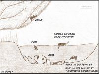 Caddis-Life-cycle-1024x659.jpg