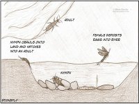 Stonefly-Life-cycle-1024x659.jpg