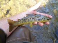 MC Wild Brown120421.jpg