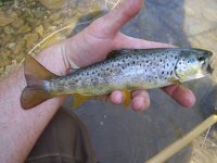 MC Wild Brown2-120421.jpg
