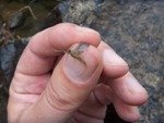 Lehigh Mayfly.JPG