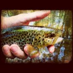 Clarks Brown 5-12-12.jpg