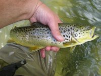 IMG_2961.JPG