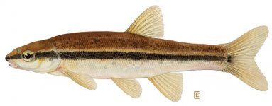 e_blacknose_dace.jpg