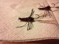 crayfish2.jpg