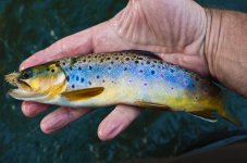 Native Brown - Spring Creek.jpg