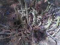 Big Bear-20120606-00037.jpg
