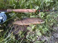 Big Bear-20120606-00038.jpg