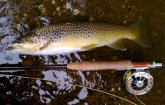 Tully Big Brown.jpg