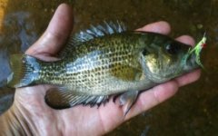 Conestoga Rock Bass.jpg