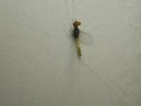 Bug2.jpg