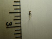 Bug2a.jpg