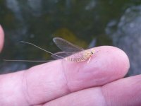 sinamahoning-bug.jpg