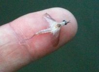 Whitefly.jpg