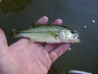 81812lmb.JPG