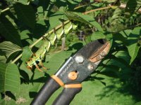 Walnut_Catapillar.JPG