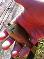 fly fish 1.jpg