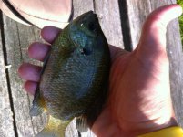 fly fish 2.jpg