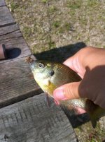 fly fish 3.jpg