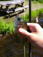 fly fish 4.jpg