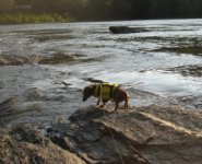 RiverRat 1.jpg