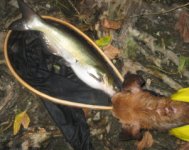 RiverRat 3.jpg