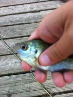 fly fish 1.jpg