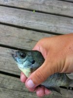 fly fish 2.jpg