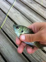 fly fish 3.jpg