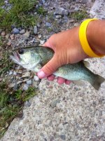 fly fish 4.jpg